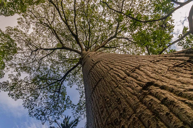 Ceiba pentandra (L.) Gaertn. Imagen libre de derehos de autor, disponible en: https://foter.com/