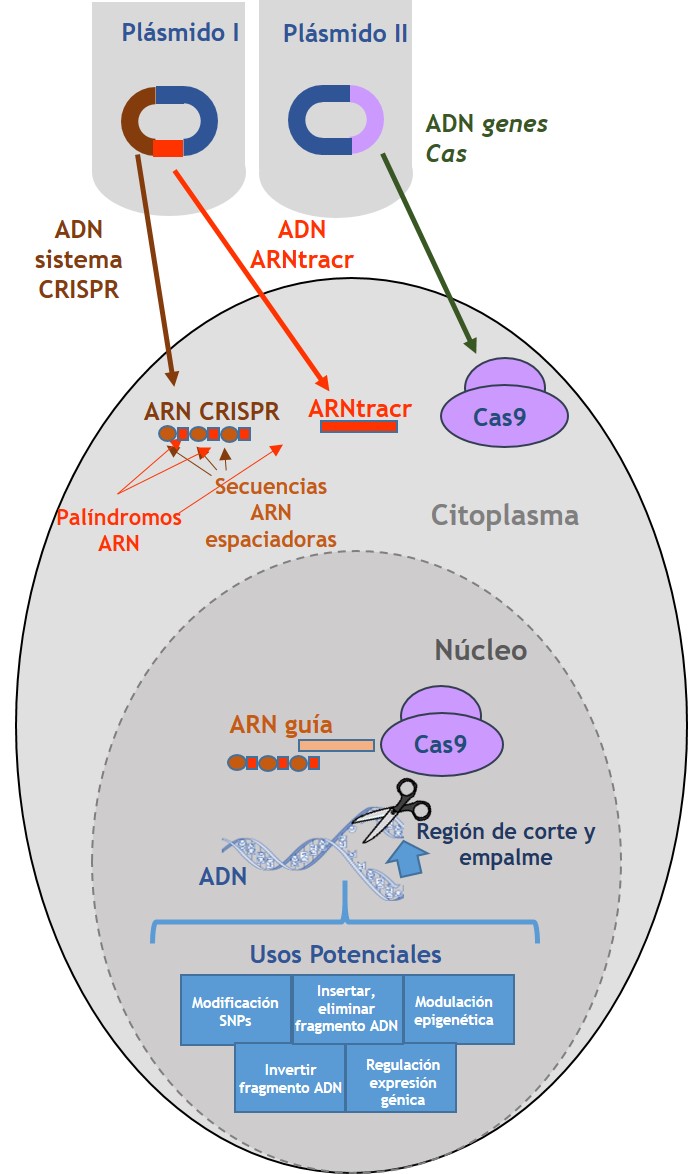 Representación esquemática de la acción del sistema CRISPR-Cas9 como herramienta de edición génica capaz de cortar y pegar ADN en secuencias determinadas