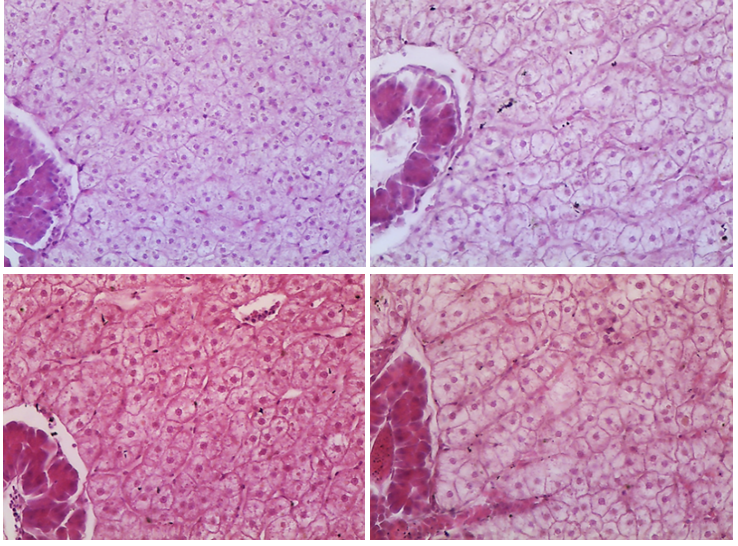 Histopathological analysis of Colossoma macropomum