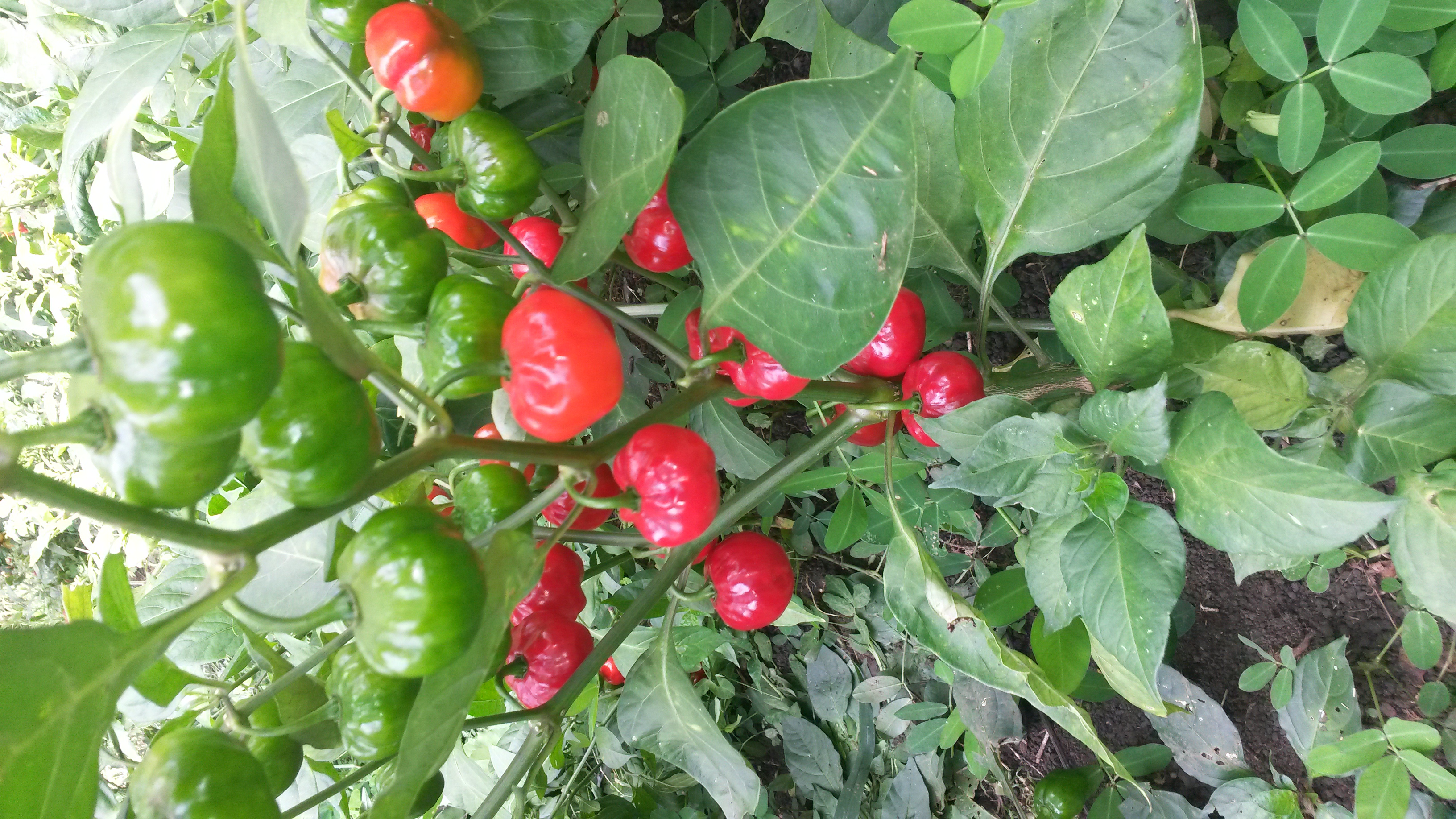 Capsicum chinense Jaqc. (Solanaceae)