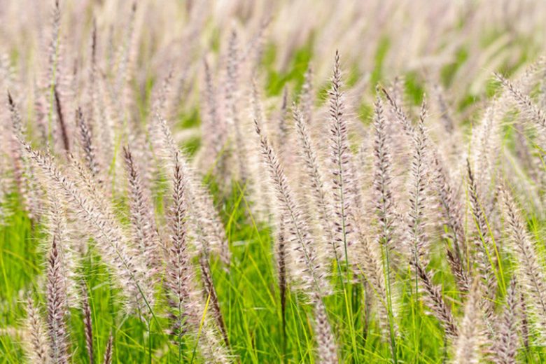 https://www.gardenia.net/plant/pennisetum-setaceum